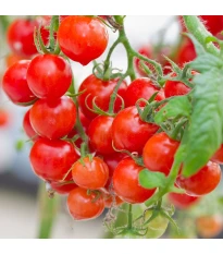 Nasiona pomidorów – Gourmelito F1 – uprawa pomidorów cherry