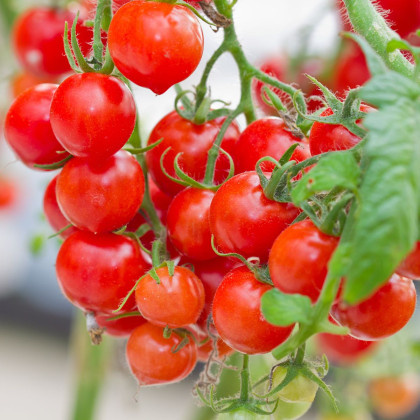 Nasiona pomidorów – Gourmelito F1 – uprawa pomidorów cherry