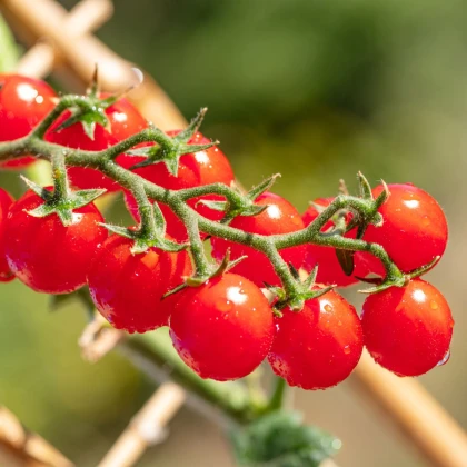 Nasiona pomidorów – Gourmelito F1 – uprawa pomidorów cherry