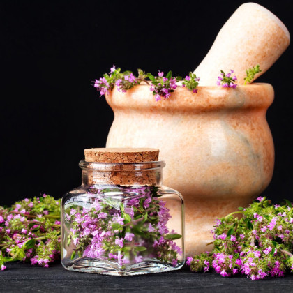 Macierzanka - Thymus serpyllum - uprawa