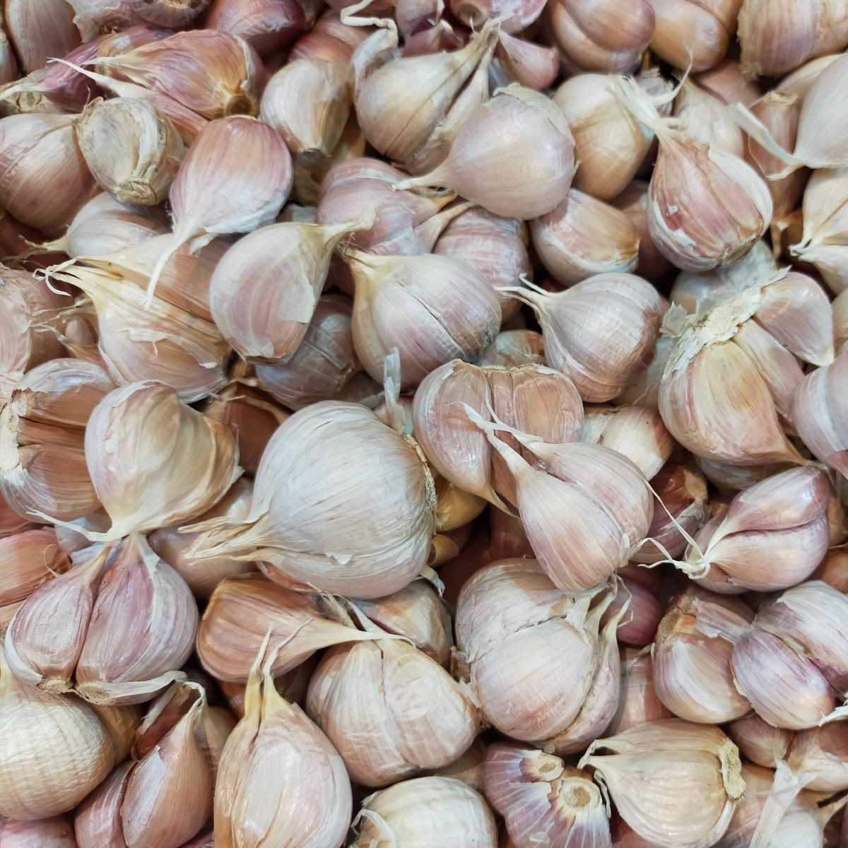 Czosnek sadzeniak Slavin II - Allium sativum - twarda szyjka - 1 opakowanie