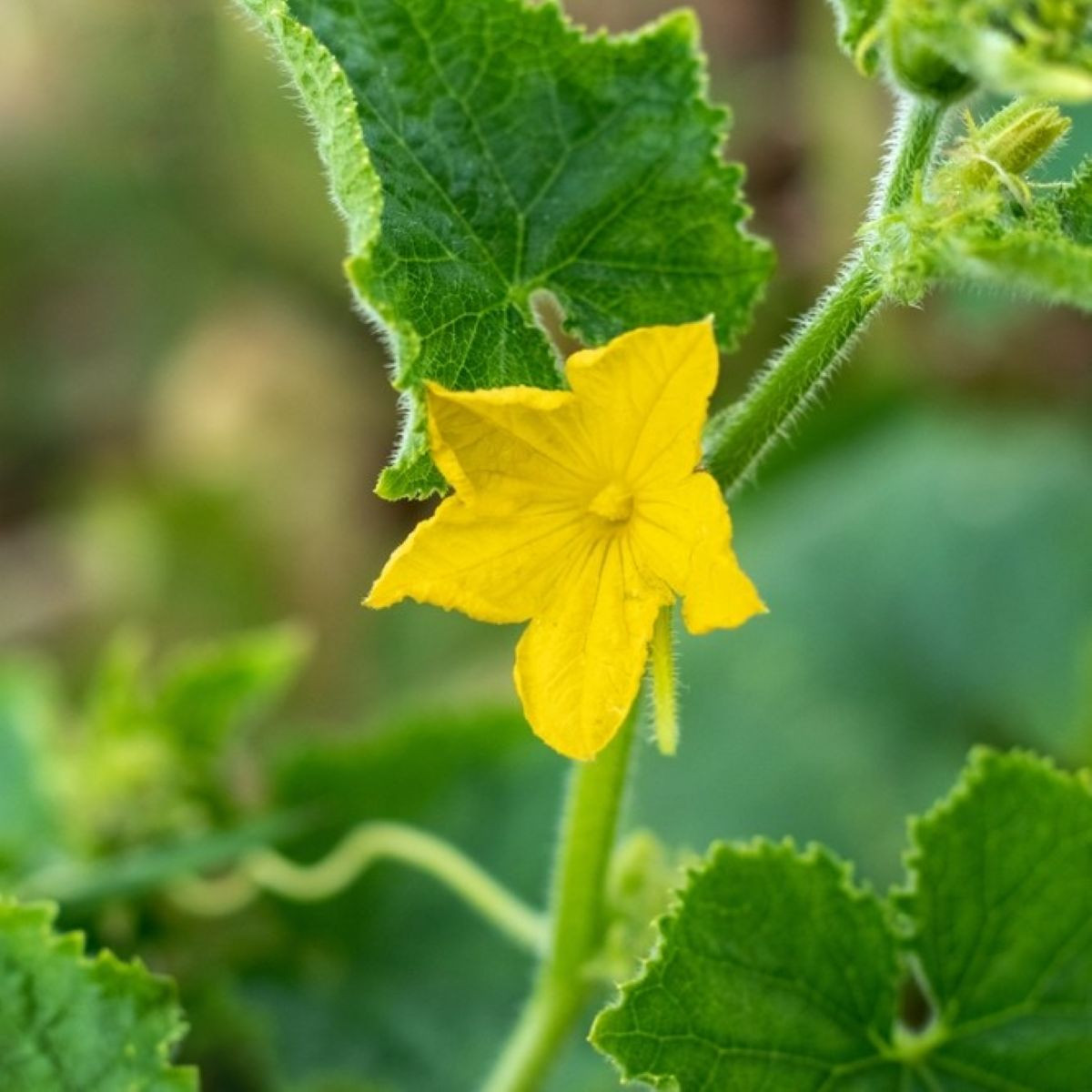 Ogórek do doniczki - Bush Champion - sprzedaż nasion