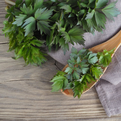 Libeček lekarski - Levisticum officinale - nasiona lubczyku - 115 szt.