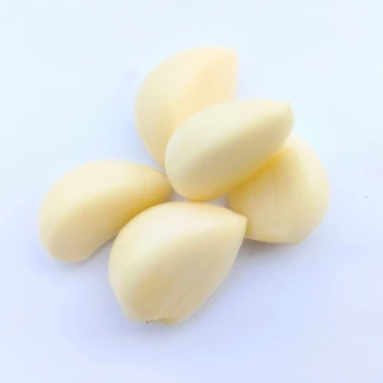 Czosnek sadzeniak Dukát – Allium sativum – twardołodygowy – cebula czosnku