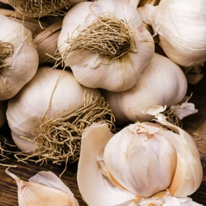 Czosnek sadzeniak Dukát – Allium sativum – twardołodygowy – cebula czosnku