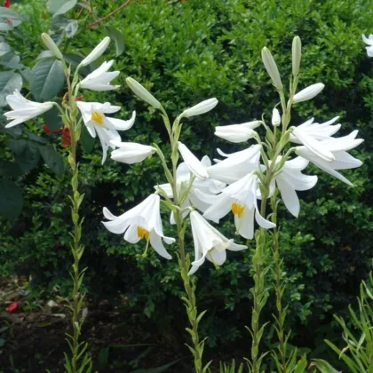 Lilie biała - Lilium candidum - cebula lilii - 1 szt.