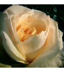 Róża wielkokwiatowa krzaczasta – Fragrant Casanova – Rosa – sadzonka róży z odkrytym korzeniem – 1 szt.