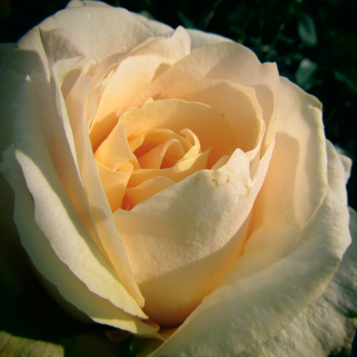 Róża wielkokwiatowa krzaczasta – Fragrant Casanova – Rosa – sadzonka róży z odkrytym korzeniem – 1 szt.