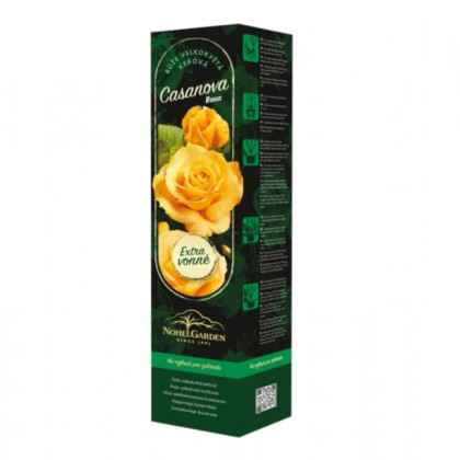 Róża wielkokwiatowa krzaczasta – Fragrant Casanova – Rosa – sadzonka róży z odkrytym korzeniem – 1 szt.