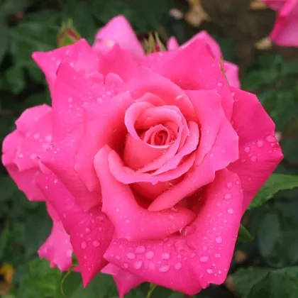 Róża wielkokwiatowa krzaczasta – Fragrant Criterion – Rosa – sadzonka róży z odkrytym korzeniem – 1 szt.