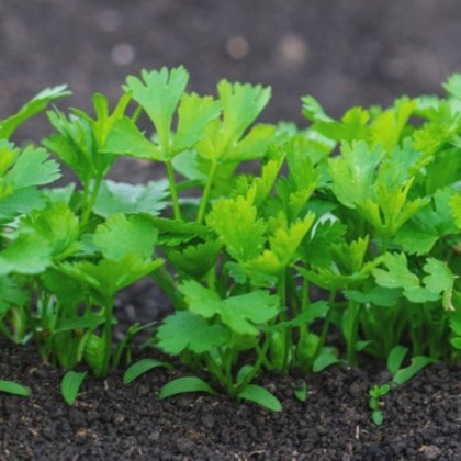 Pietruszka korzeniowa ogrodowa Efez – nasiona warzyw korzeniowych