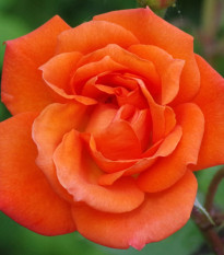 Róża wielkokwiatowa krzaczasta – Fragrant Doris Tysterman – Rosa – sadzonka róży z odkrytym korzeniem – 1 szt.