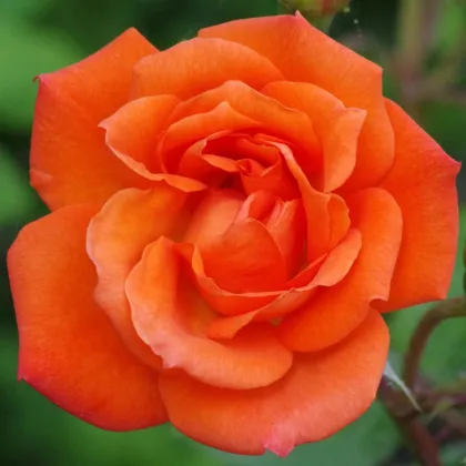 Róża wielkokwiatowa krzaczasta – Fragrant Doris Tysterman – Rosa – sadzonka róży z odkrytym korzeniem – 1 szt.