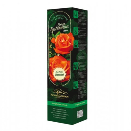 Róża wielkokwiatowa krzaczasta – Fragrant Doris Tysterman – Rosa – sadzonka róży z odkrytym korzeniem – 1 szt.