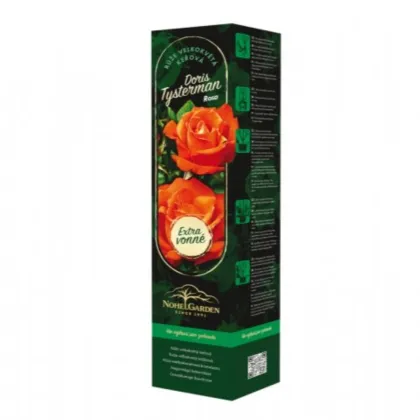 Róża wielkokwiatowa krzaczasta – Fragrant Doris Tysterman – Rosa – sadzonka róży z odkrytym korzeniem – 1 szt.
