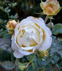 Róża wielkokwiatowa krzaczasta – Fragrant Chopin – Rosa – sadzonka róży z odkrytym korzeniem – 1 szt.