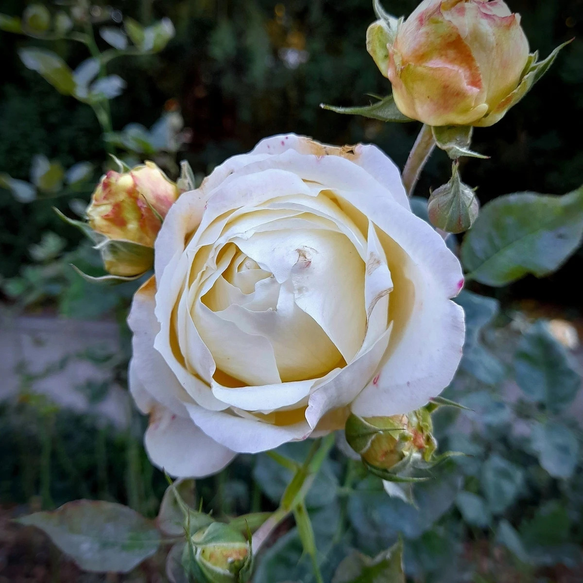 Róża wielkokwiatowa krzaczasta – Fragrant Chopin – Rosa – sadzonka róży z odkrytym korzeniem – 1 szt.