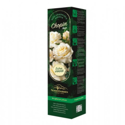 Róża wielkokwiatowa krzaczasta – Fragrant Chopin – Rosa – sadzonka róży z odkrytym korzeniem – 1 szt.