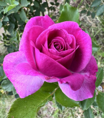 Róża wielkokwiatowa krzaczasta – Fragrant Lila Wunder – Rosa – sadzonka róży z odkrytym korzeniem – 1 szt.