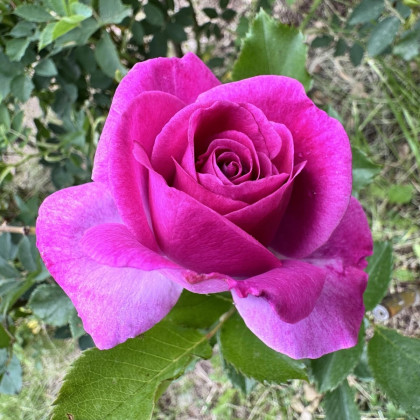 Róża wielkokwiatowa krzaczasta – Fragrant Lila Wunder – Rosa – sadzonka róży z odkrytym korzeniem – 1 szt.