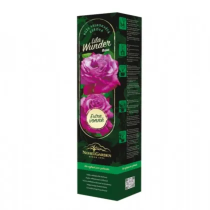 Róża wielkokwiatowa krzaczasta – Fragrant Lila Wunder – Rosa – sadzonka róży z odkrytym korzeniem – 1 szt.