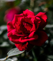 Róża wielkokwiatowa krzaczasta – Fragrant Mister Lincoln – Rosa – sadzonka róży z odkrytym korzeniem – 1 szt.