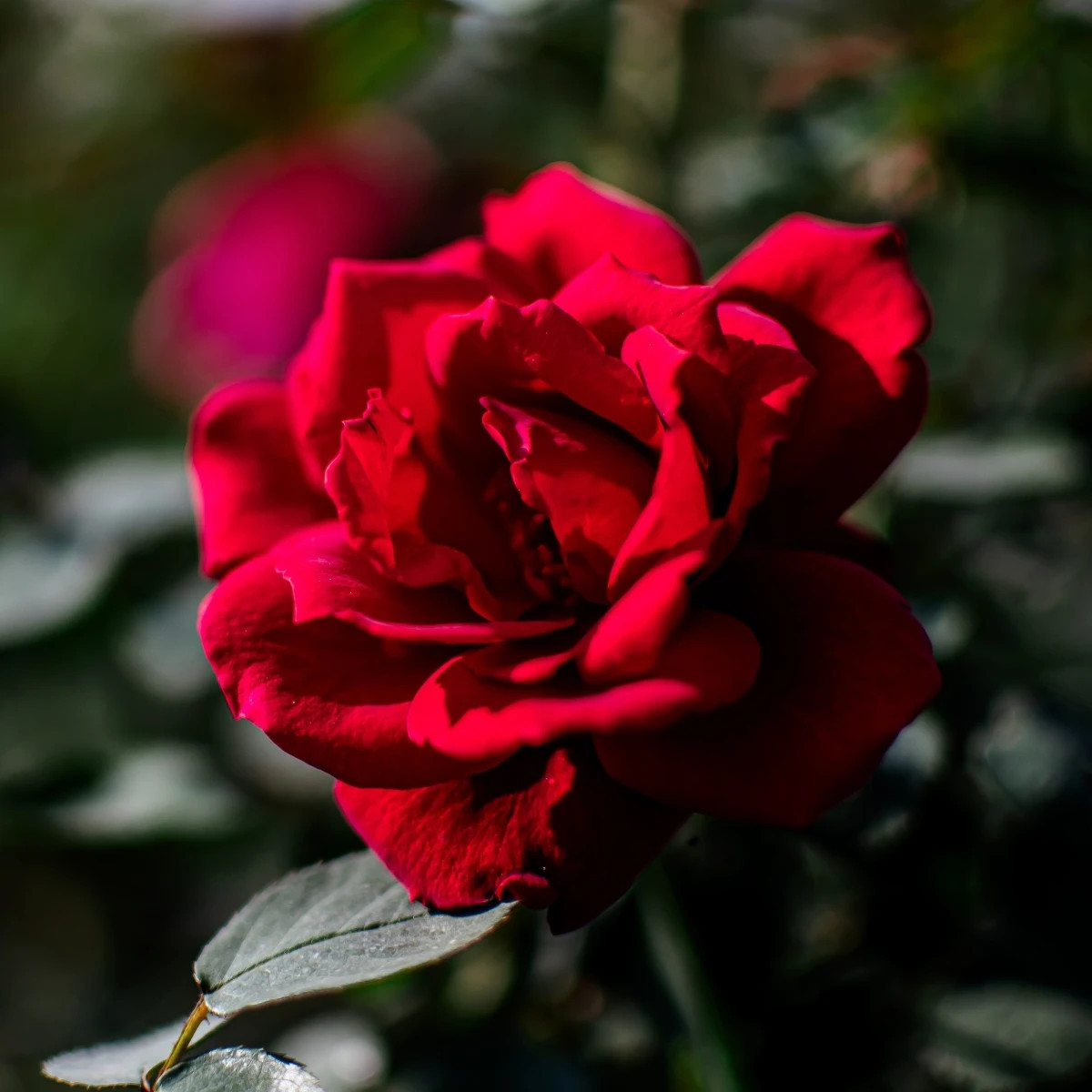 Róża wielkokwiatowa krzaczasta – Fragrant Mister Lincoln – Rosa – sadzonka róży z odkrytym korzeniem – 1 szt.