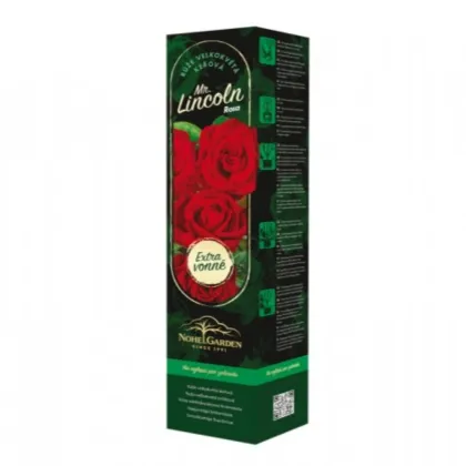 Róża wielkokwiatowa krzaczasta – Fragrant Mister Lincoln – Rosa – sadzonka róży z odkrytym korzeniem – 1 szt.
