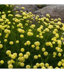 Santolina rozmarynoliscna - Santolina rosmarinifolia - nasiona santoliny - 5 szt.