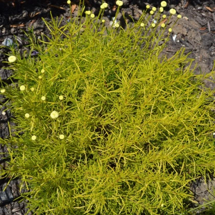 Santolina rozmarynoliscna - Santolina rosmarinifolia - nasiona santoliny - 5 szt.