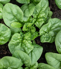 BIO Szpinak Butterflay – Spinacia oleracea – nasiona szpinaku BIO – 70 szt.