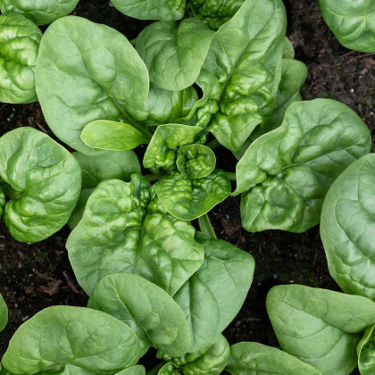 BIO Szpinak Butterflay – Spinacia oleracea – nasiona szpinaku BIO – 70 szt.