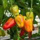 Papryka Amy - Capsicum annuum - nasiona papryki - 50 szt.