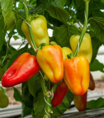 Papryka Amy - Capsicum annuum - nasiona papryki - 50 szt.