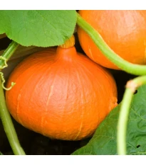 Dynie Hokkaido Uchiki kuri - Cucurbita maxima - nasiona dyni - 5 szt.