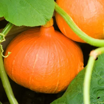 Dynie Hokkaido Uchiki kuri - Cucurbita maxima - nasiona dyni - 5 szt.