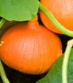 Dynie Hokkaido Uchiki kuri - Cucurbita maxima - nasiona dyni - 5 szt.