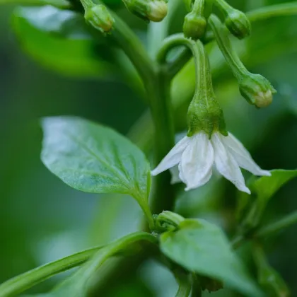 Nasiona papryczek chili – chili Jalapeno – Capsicum annuum