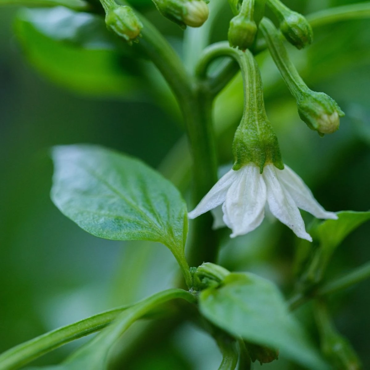Nasiona papryczek chili – chili Jalapeno – Capsicum annuum