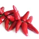 Nasiona papryczek chili – chili Jalapeno – Capsicum annuum