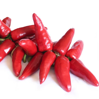 Nasiona papryczek chili – chili Jalapeno – Capsicum annuum