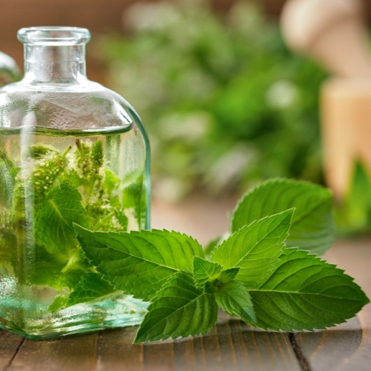 Máta pieprzowa - Mentha - uprawa