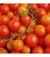 Pomidor krzewiasty Minirotus F1 – Solanum lycopersicum – nasiona pomidorów – 10 szt.