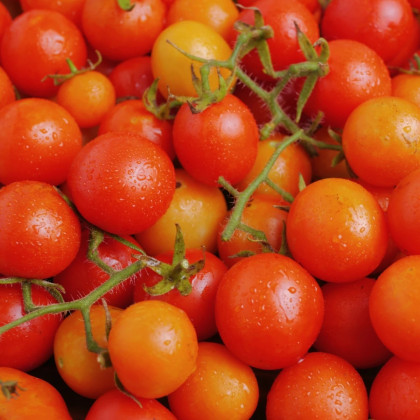 Pomidor krzewiasty Minirotus F1 – Solanum lycopersicum – nasiona pomidorów – 10 szt.