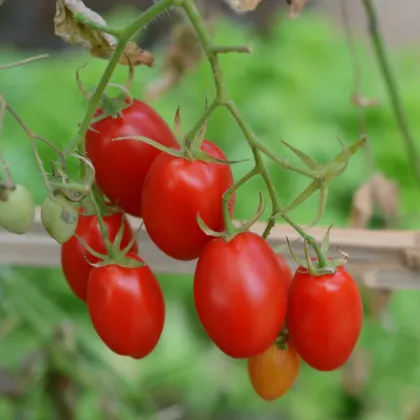 Pomidor krzewiasty Minipeelus F1 – Solanum lycopersicum – nasiona pomidorów – 10 szt.