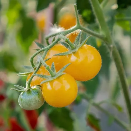 Rajče keříčkové Minigelbus F1 - Solanum lycopersicum - semena rajčat - 10 ks