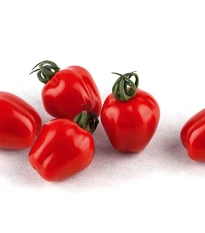 Pomidor gruntowy Appleberry F1 PhR czerwony – Solanum lycopersicum – nasiona pomidora – 7 szt.