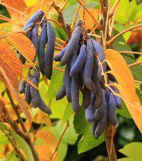 Palecznik chiński – niebieskie fasole - Decaisnea fargesii - nasiona paleczniku - 8 szt.