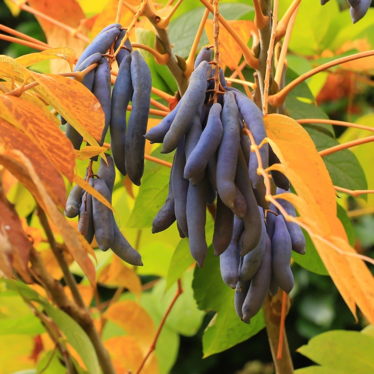 Palecznik chiński – niebieskie fasole - Decaisnea fargesii - nasiona paleczniku - 8 szt.
