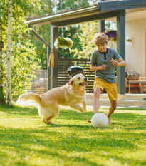 BIO nasiona trawy – uniwersalne - nasiona Sativa - mieszanka - 500 g